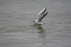 Chroicocephalus ridibundus