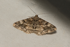 Alcis taiwanovariegata