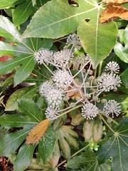 Fatsia japonica