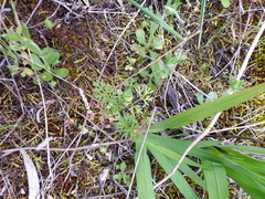 Daucus glochidiatus
