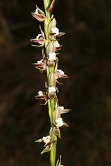 Prasophyllum australe