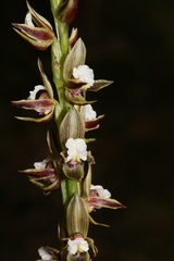 Prasophyllum australe