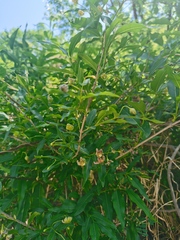 Periploca