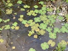 Marsilea minuta