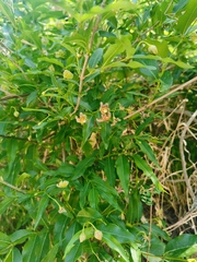 Periploca