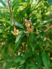 Periploca
