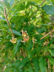 Periploca