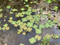 Marsilea minuta