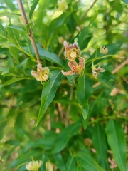 Periploca