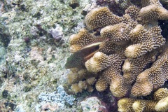 Paracirrhites forsteri