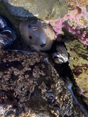 Diaulula sandiegensis