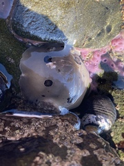 Diaulula sandiegensis