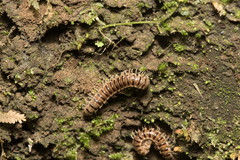 Chamberlinius hualienensis
