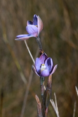 Thelymitra kangaloonica