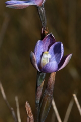 Thelymitra kangaloonica