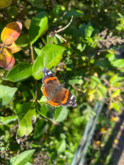Vanessa atalanta