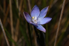 Thelymitra kangaloonica