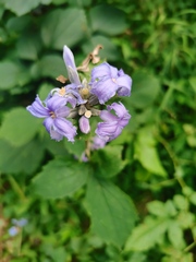Clematis heracleifolia