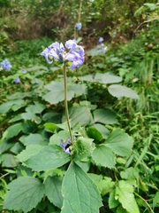 Clematis heracleifolia