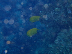 Chaetodon semilarvatus
