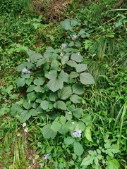 Clematis heracleifolia