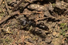 Ectomomyrmex