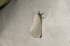 Sphrageidus virguncula