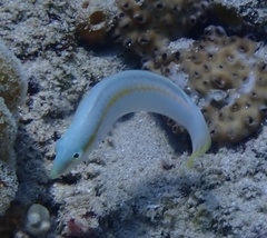 Halichoeres scapularis