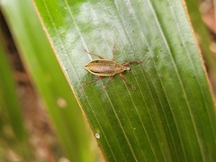 Cratopus sumptuosus