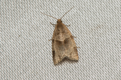 Clepsis provocata