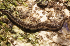 Australopacifica jacksoniana