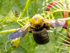Xylocopa appendiculata