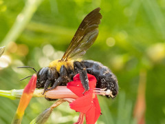 Xylocopa appendiculata