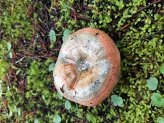 Lactarius semisanguifluus