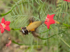 Macroglossum bombylans