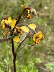 Diuris semilunulata