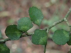 Melicytus micranthus
