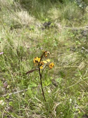 Diuris semilunulata