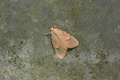 Barsine fuscozonata