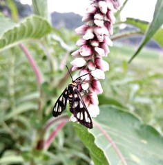 Amata huebneri