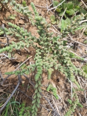 Crassula muscosa muscosa
