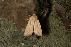 Mythimna radiata