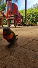 Trichoglossus moluccanus moluccanus