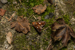 Antoculeora yoshimotoi