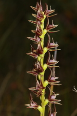 Prasophyllum appendiculatum