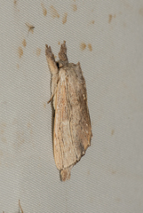 Tensha striatella
