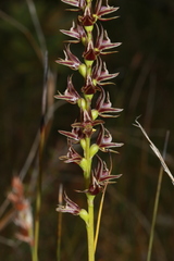 Prasophyllum appendiculatum