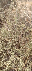 Asparagus horridus