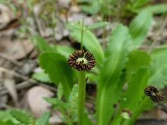 Solenogyne dominii