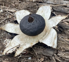Geastrum pectinatum